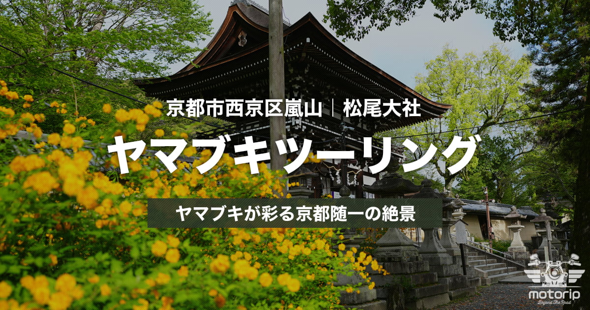松尾大社ツーリング｜約3,000株のヤマブキが彩る京都随一の絶景【京都市西京区】