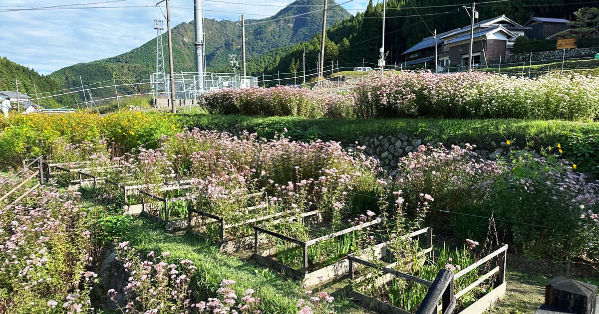 アサギマダラ観賞畑 愛和園では、フジバカマの花が育成されている