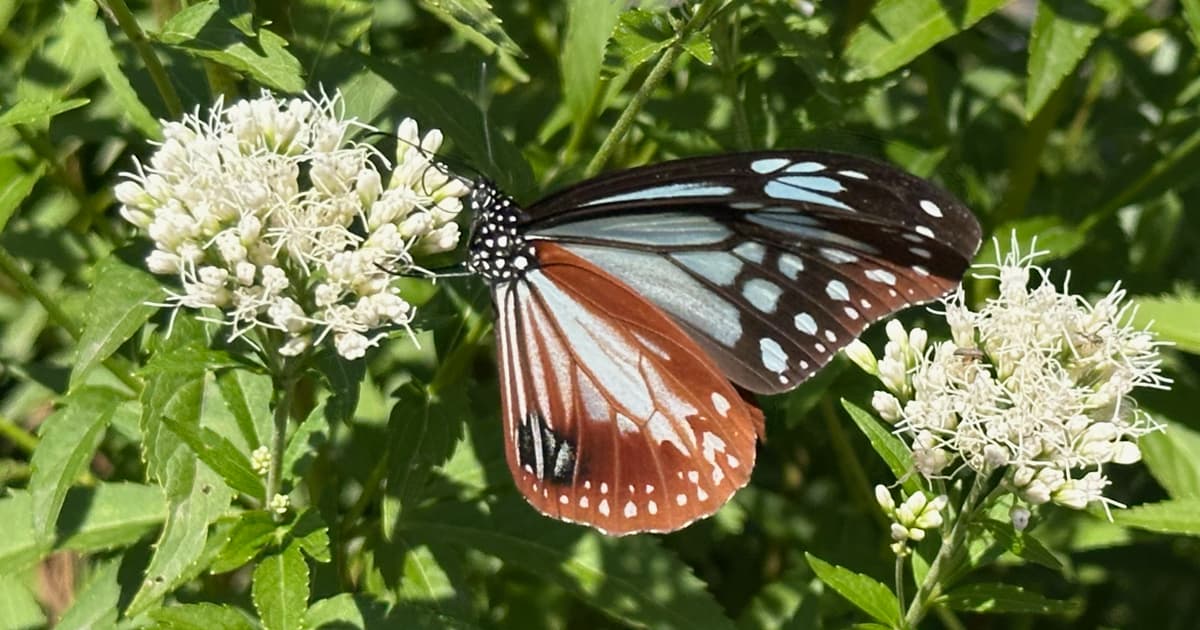 飛ばされないようにフジバカマにしがみつくアサギマダラ