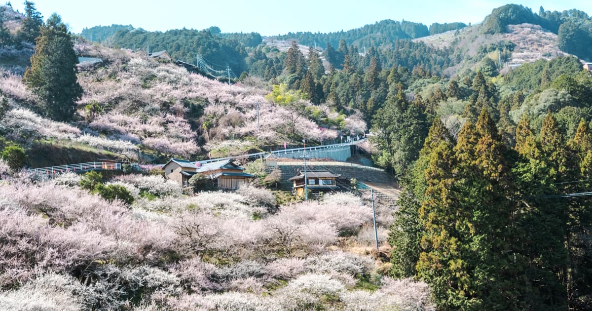 賀名生梅林は、奈良県五條市にある奈良県三大梅林のひとつ