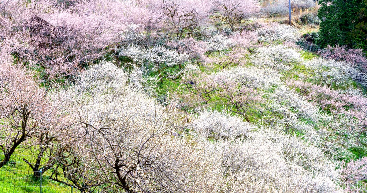 賀名生梅林｜お気に入りの撮影ポイント