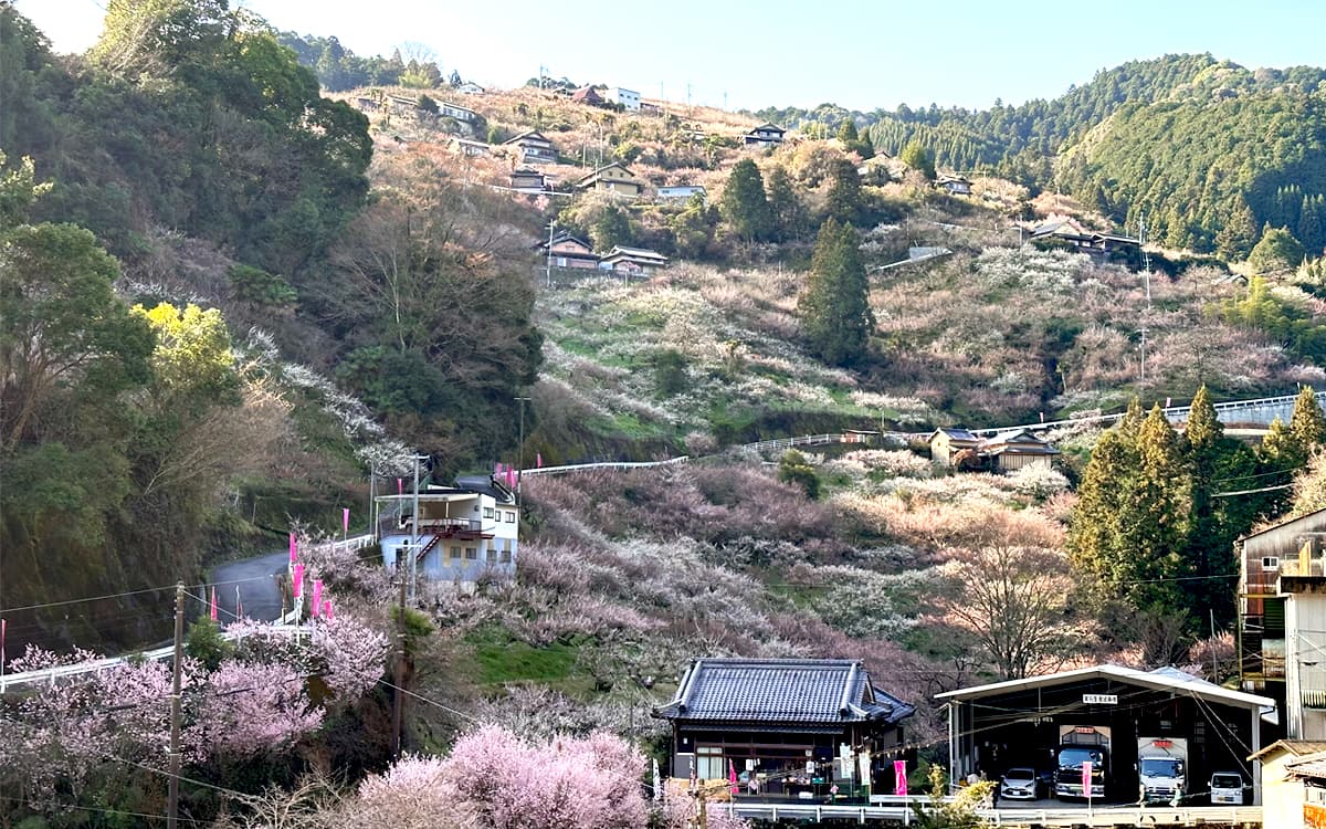 賀名生梅林｜お気に入りの撮影ポイント
