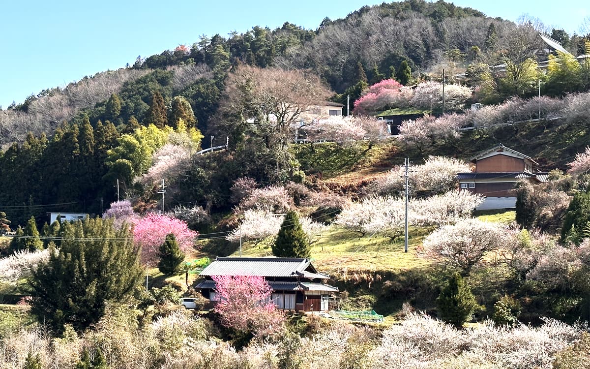 広橋梅林は、奈良県下市町にある約5,000本の梅が咲く名所