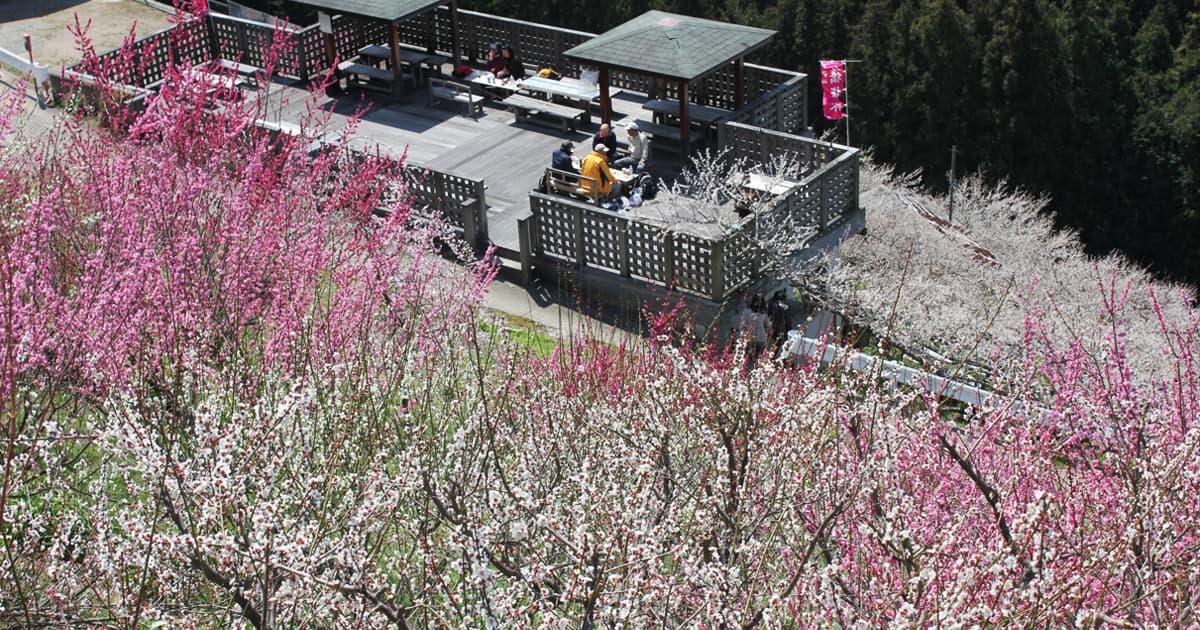 広橋梅林の展望スポット