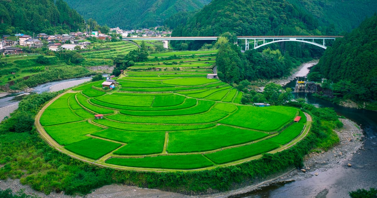 お米がすくすく育った夏のあらぎ島