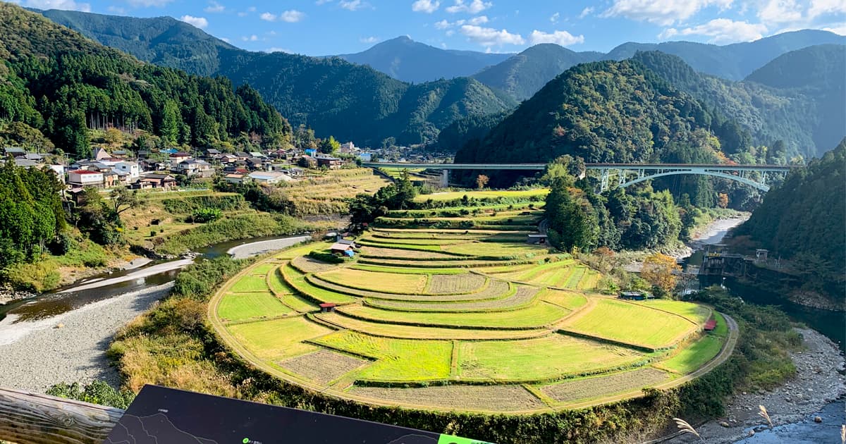 稲が刈り取られてさみしいあらぎ島