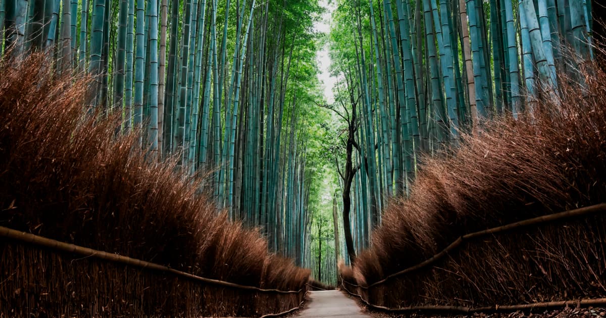 竹林の小径の魅力は、竹に囲まれた独特の静けさと空気感