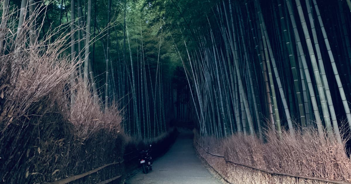 嵐山 竹林の小径の早朝は薄暗い