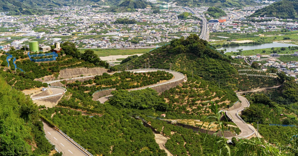 いつ走っても楽しいみかんの丘ルート