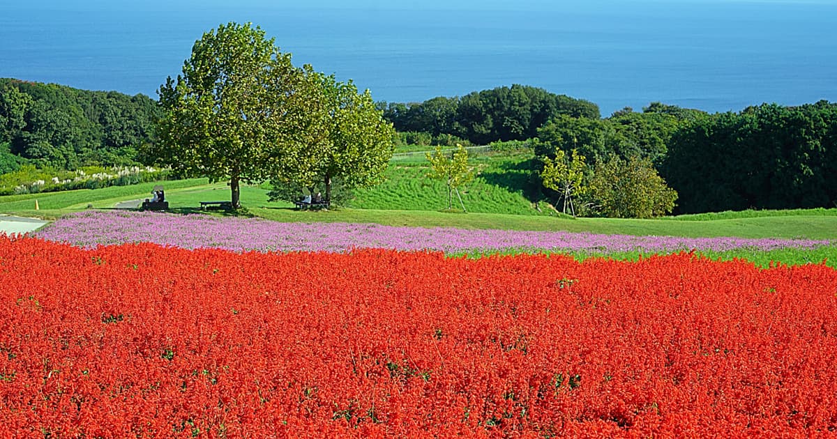 あわじ花さじきは約15haもの広さがある高原で、四季折々の花畑が楽しめる