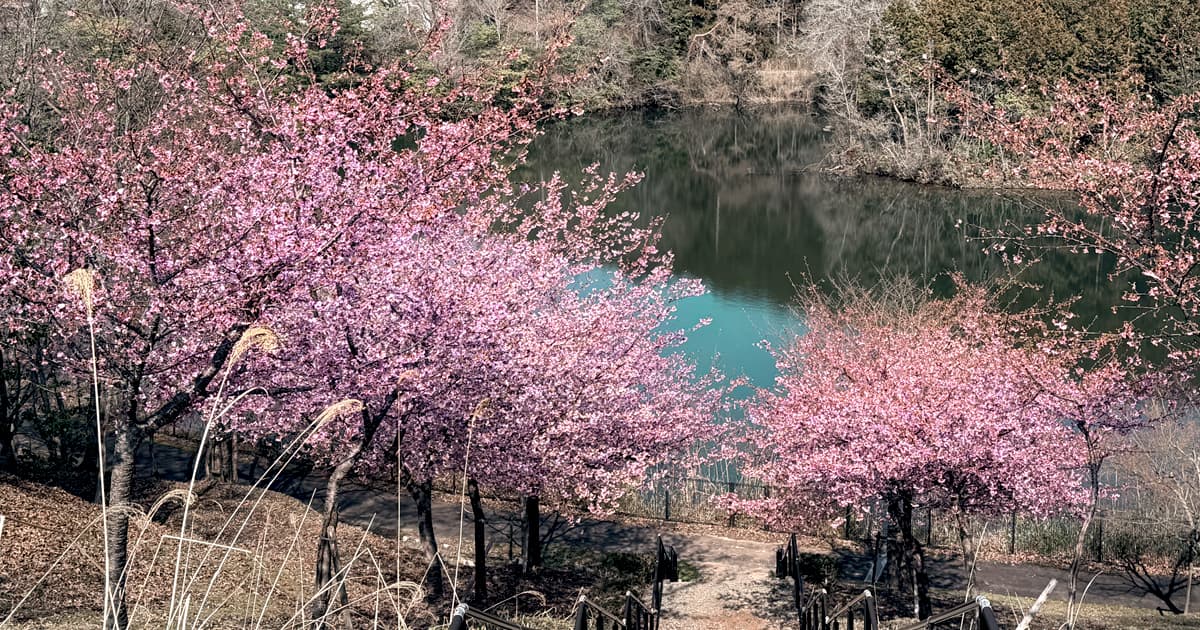 紫水ヶ丘公園内にある河津桜公園