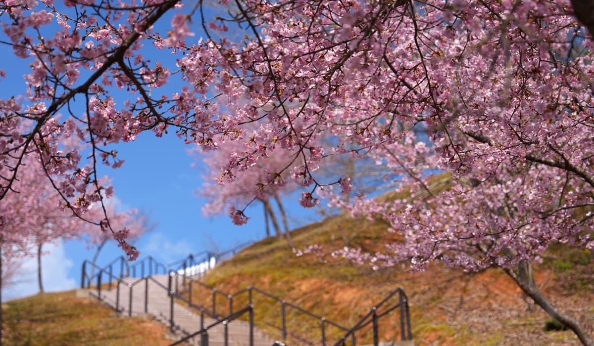 紫水ケ丘公園｜第三駐車場から第二駐車場へ続く階段脇の河津桜