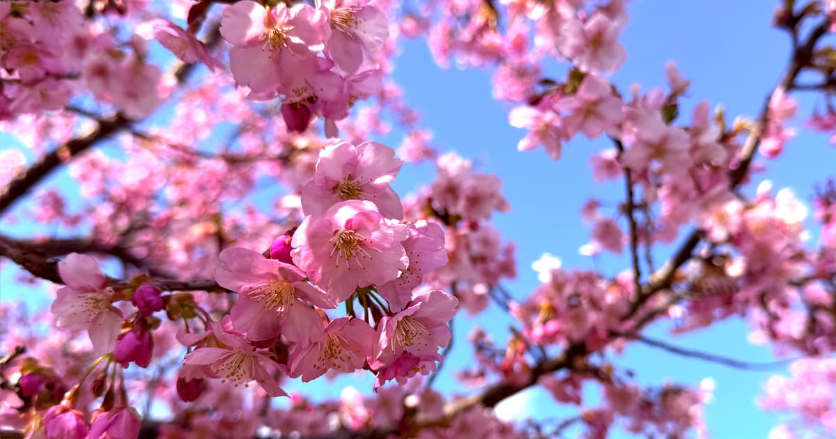 紫水ケ丘公園の河津桜｜七分咲きでも十分美しい