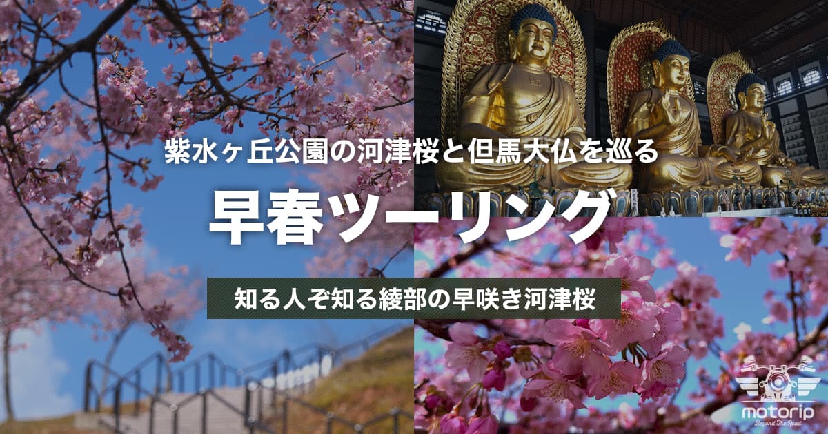紫水ヶ丘公園の河津桜ツーリング｜知る人ぞ知る綾部の早咲き桜と但馬大仏を巡る【兵庫・京都】