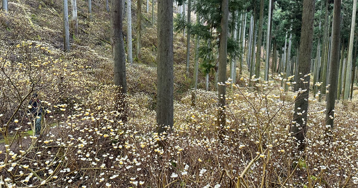 京都府綾部市の黄金色の森「ミツマタ群生地」