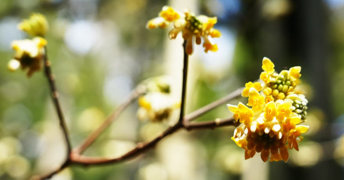 ミツマタの花は下向きに咲く