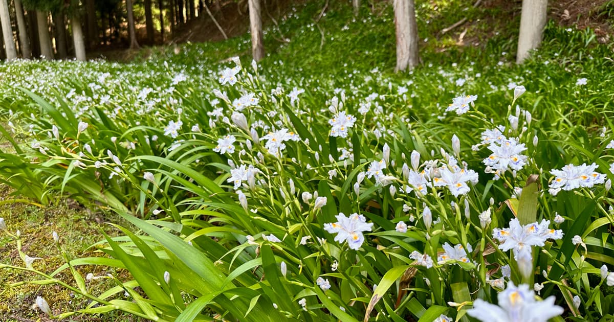 綾部市のミツマタ群生地は「シャガの群生地」でもある