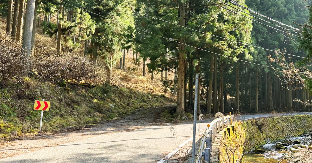 青垣のミツマタ群生地は、知る人ぞ知るスポット