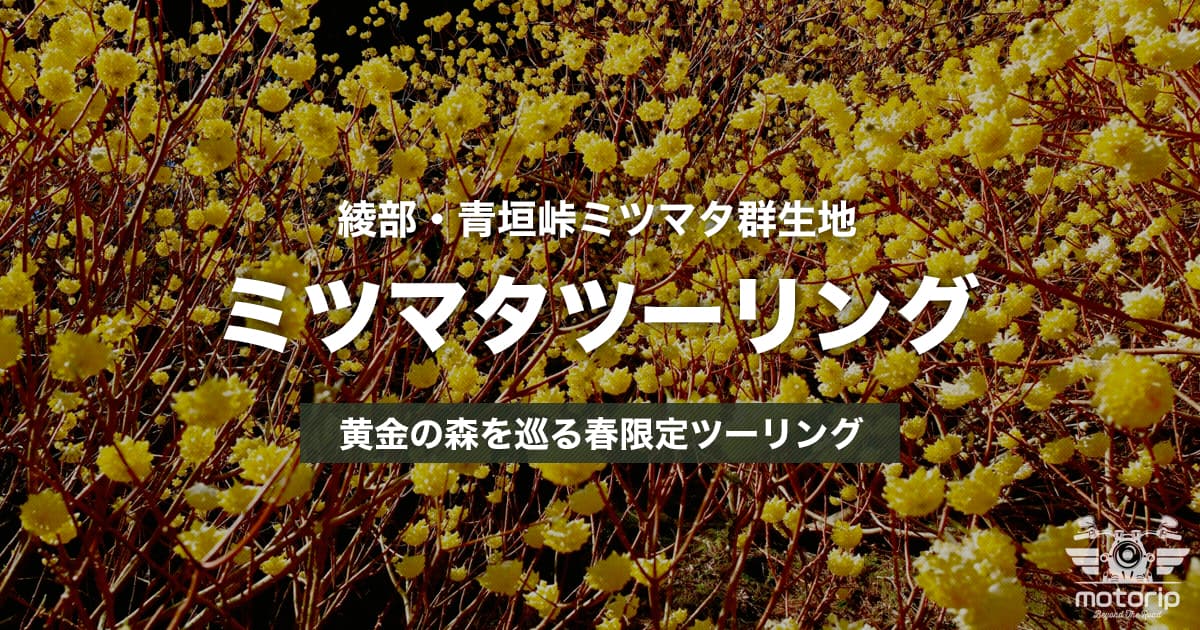 綾部・青垣峠ミツマタツーリング｜黄金の森を巡る春限定フォトツーリング