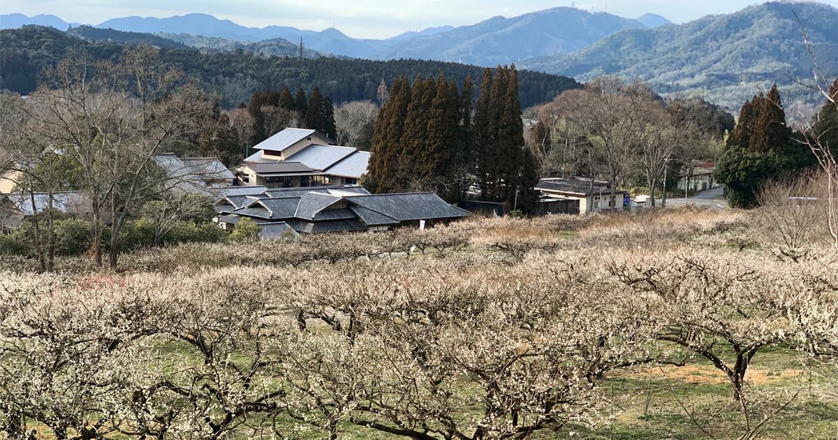 寿長生の郷の梅林