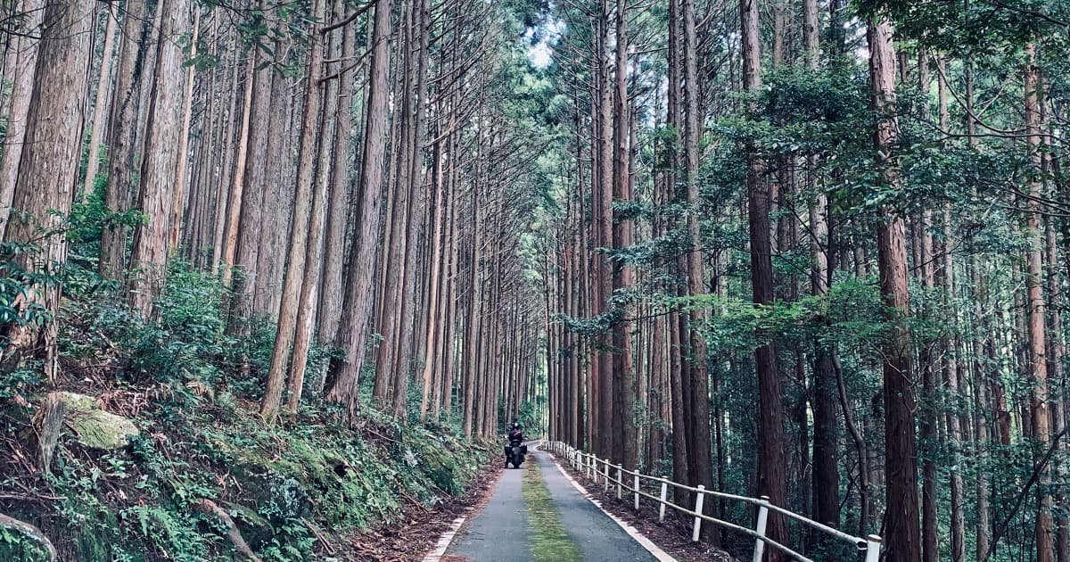魚飛渓沿いの道には、苔や山から水が流れ出ている箇所もある