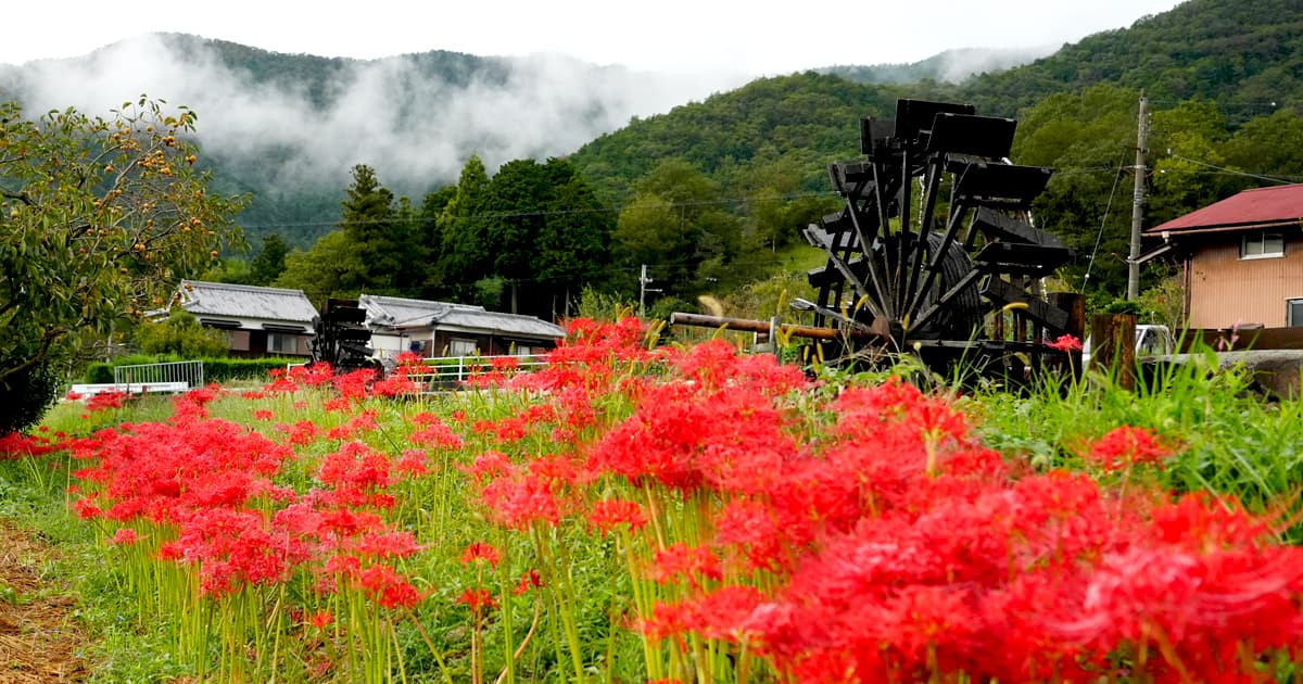 水車と彼岸花で有名な兵庫県神崎郡神河町にある「新野の水車郷」