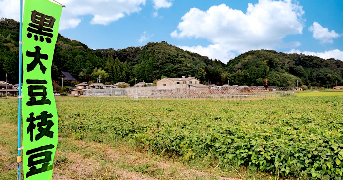 丹波篠山の秋の風物詩「丹波の黒枝豆」