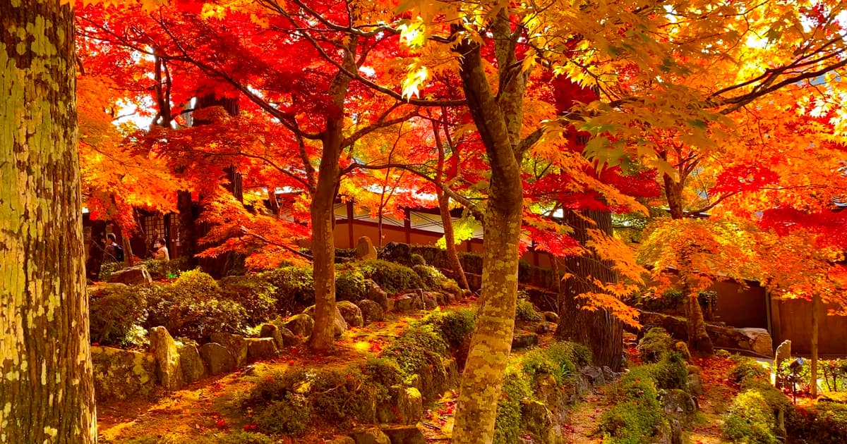 永源寺は紅葉シーズンは8時から開門し、17時まで楽しむことができる