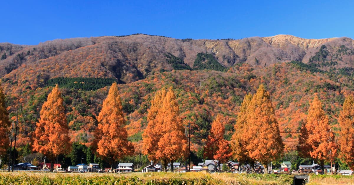 紅葉したメタセコイア並木