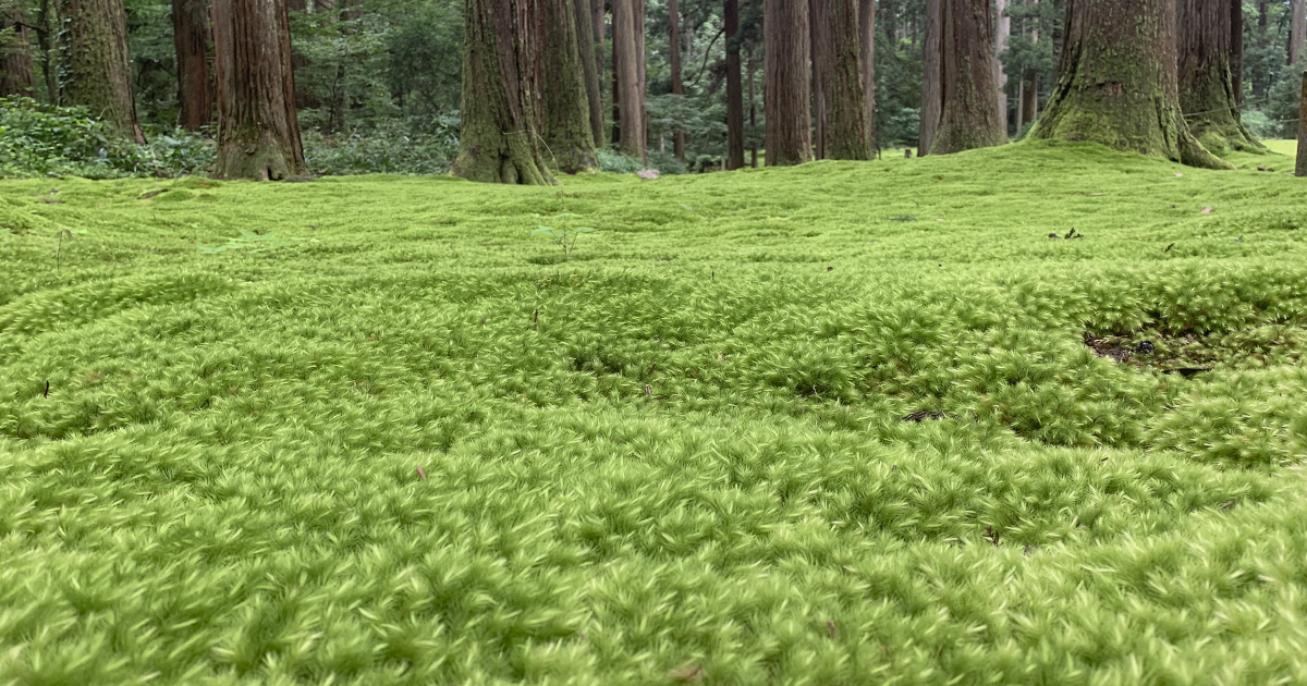 平泉寺 白山神社｜ふかふかの苔の絨毯が美しい