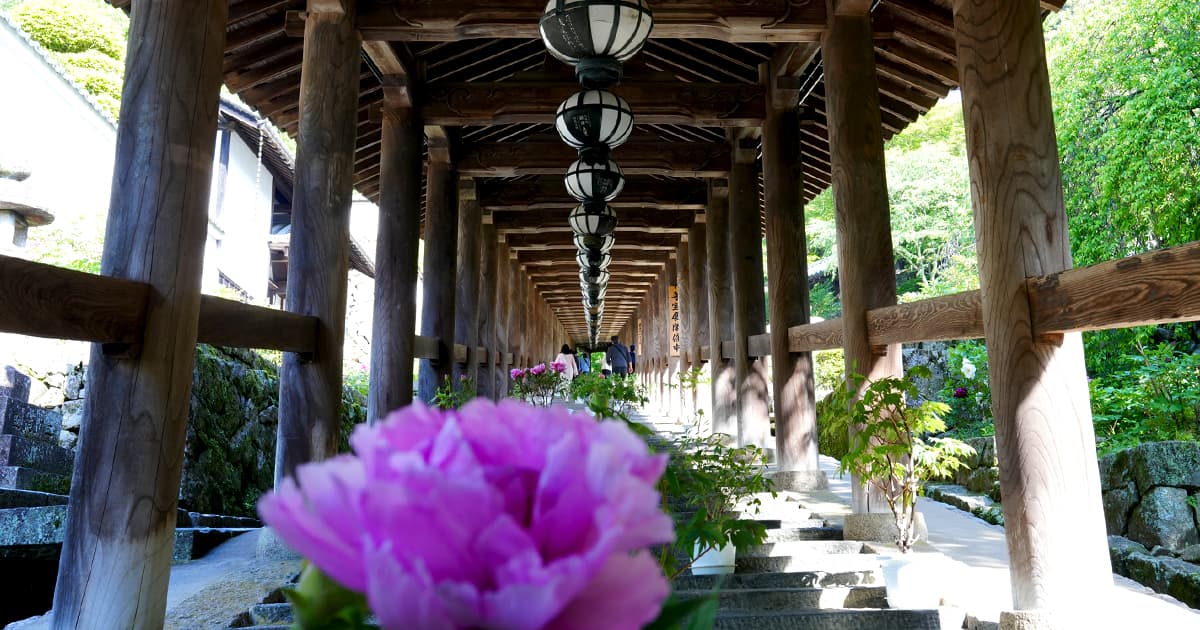 長谷寺 登廊の牡丹
