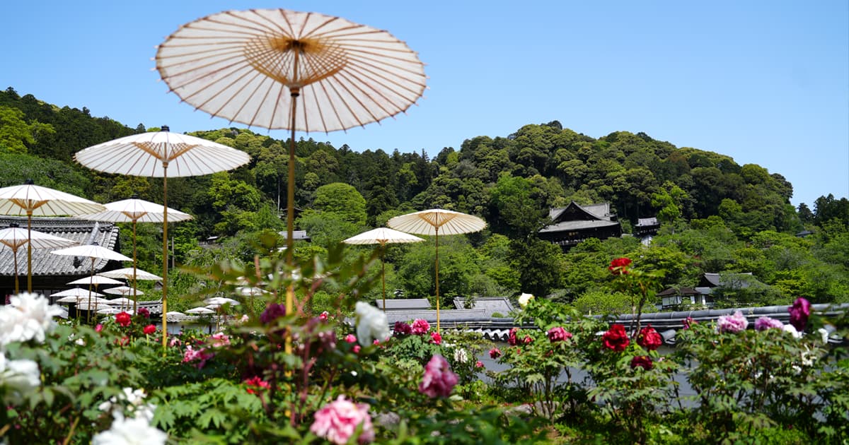 長谷寺|本坊から本堂を撮影