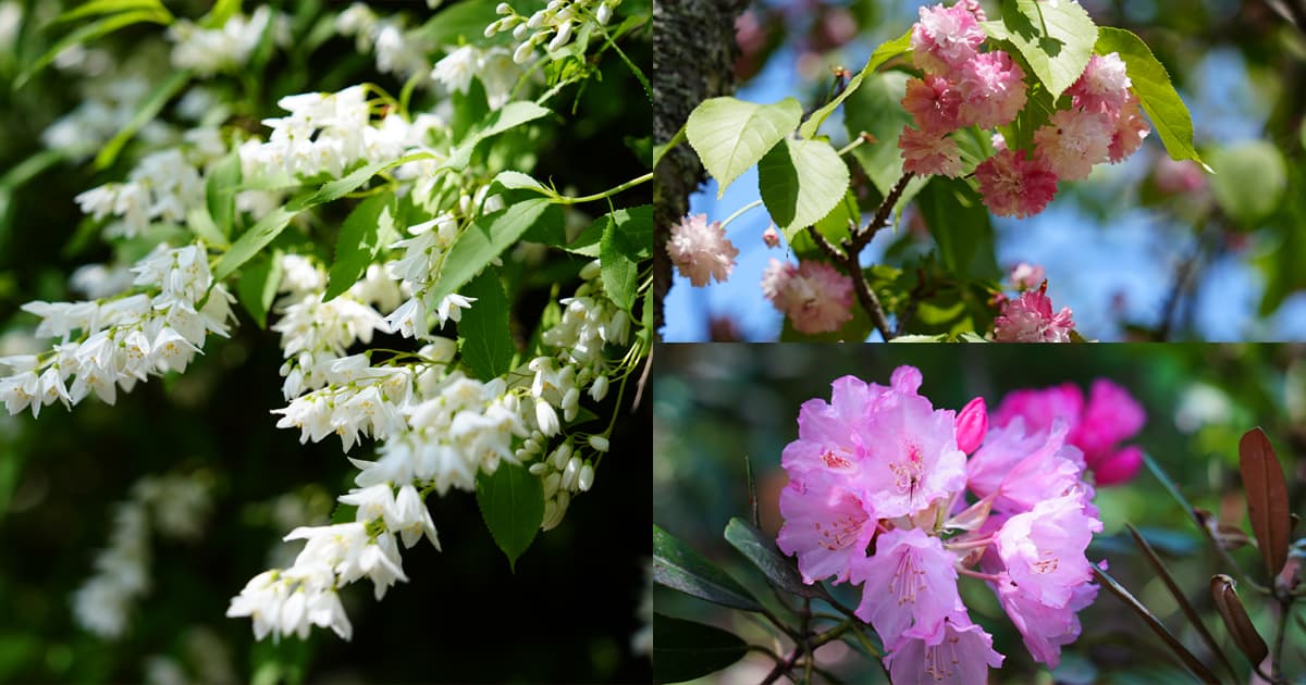 長谷寺はいたるところに多種の花が咲いている