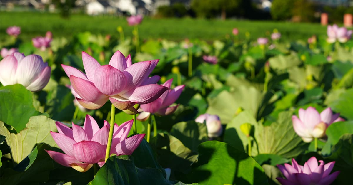 藤原宮跡の蓮の花を楽しむ