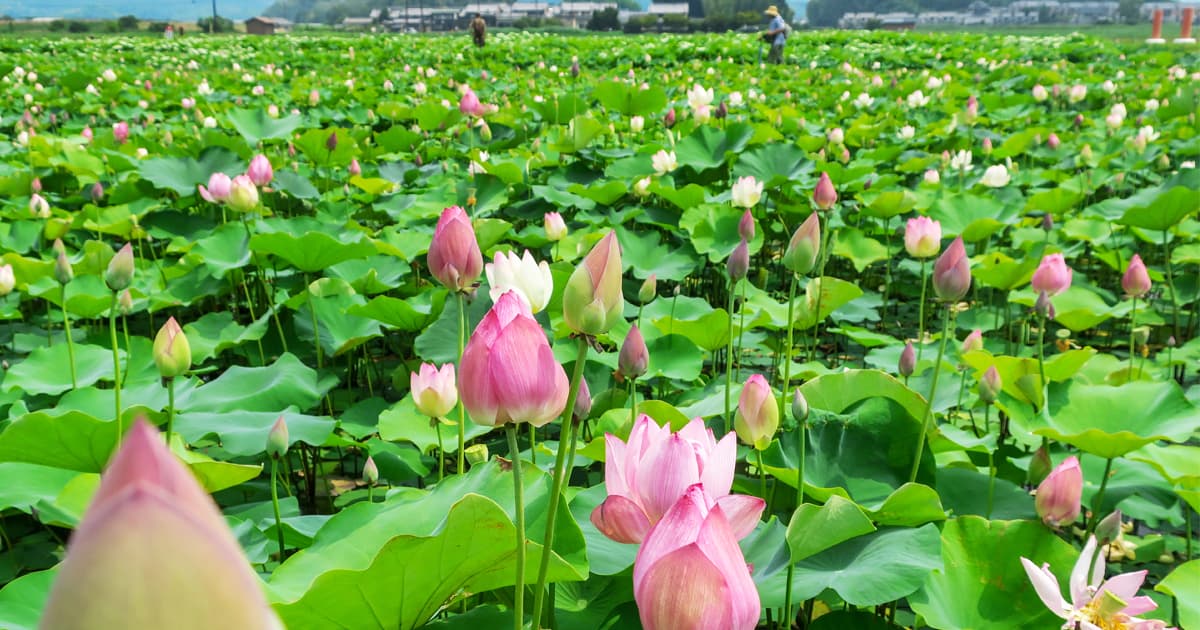 藤原宮跡の蓮の花を楽しむツーリング