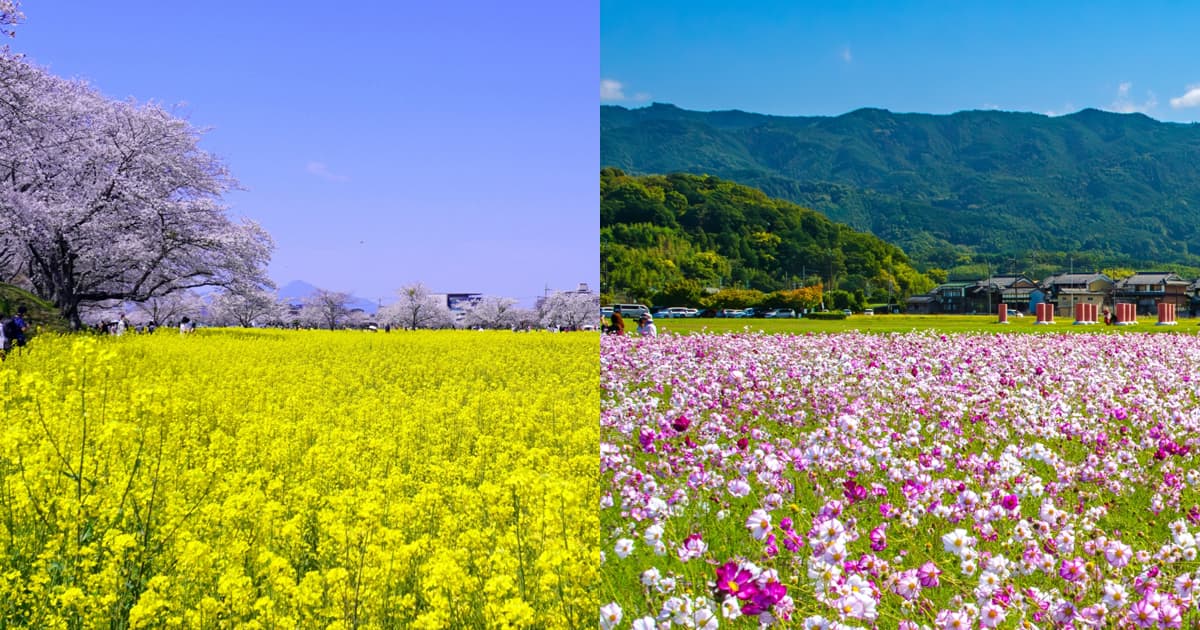 藤原宮跡の菜の花、コスモスも美しい