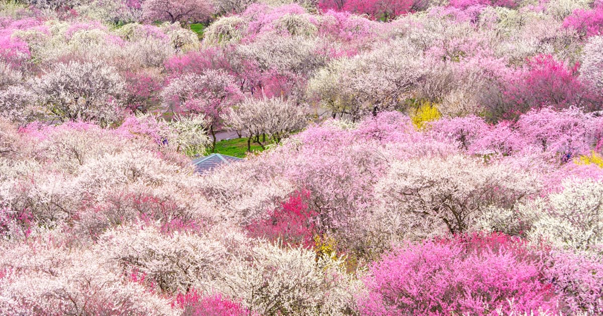 いなべ市梅林公園｜ピンクや白の梅が重なり合う風景