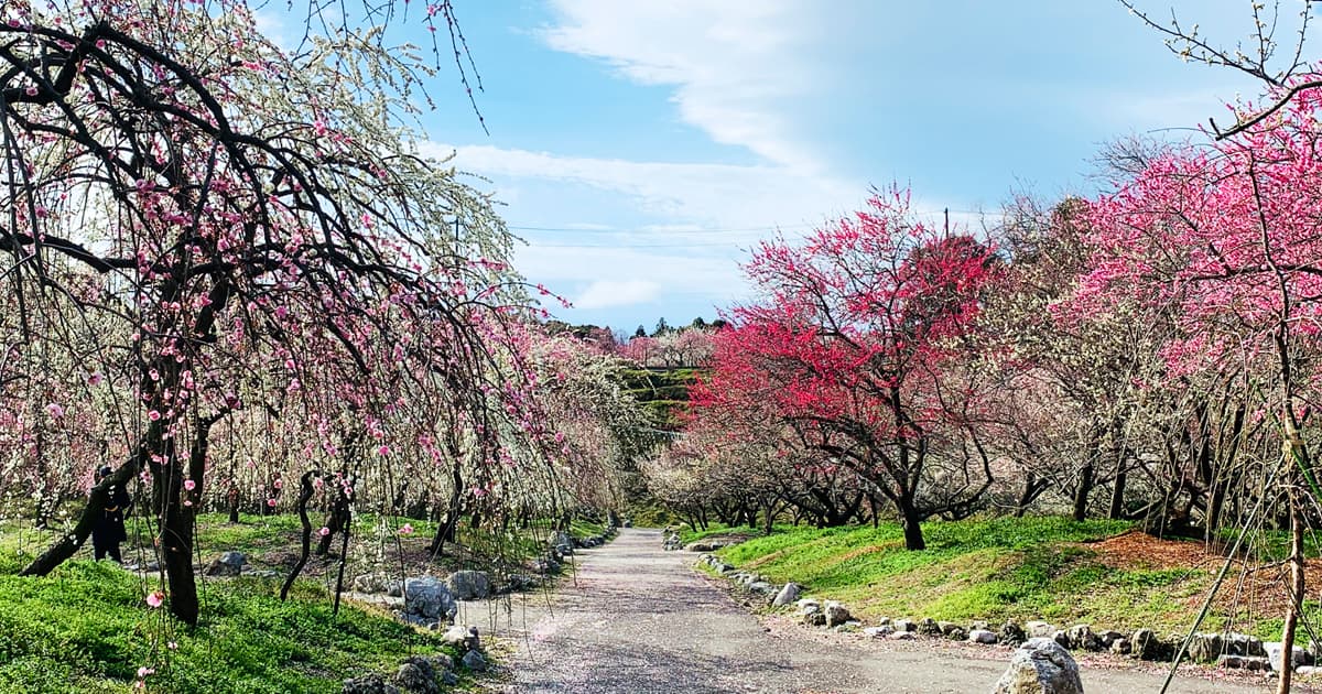 いなべ市梅林公園の中は散策できます