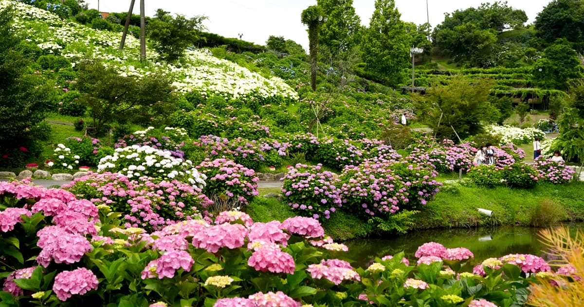 かざはやの里は、約77,700株ものあじさいが咲き誇る関西有数の花の名所