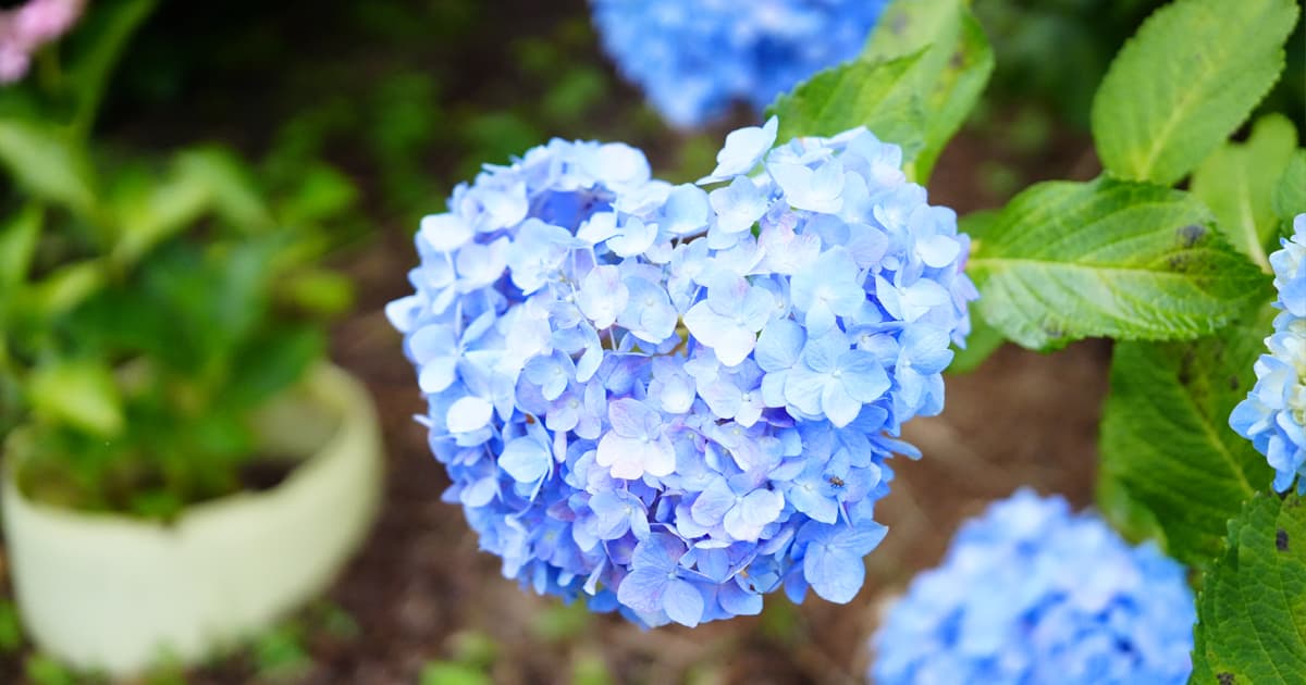 かざはやの里で見つけた、ハートの紫陽花