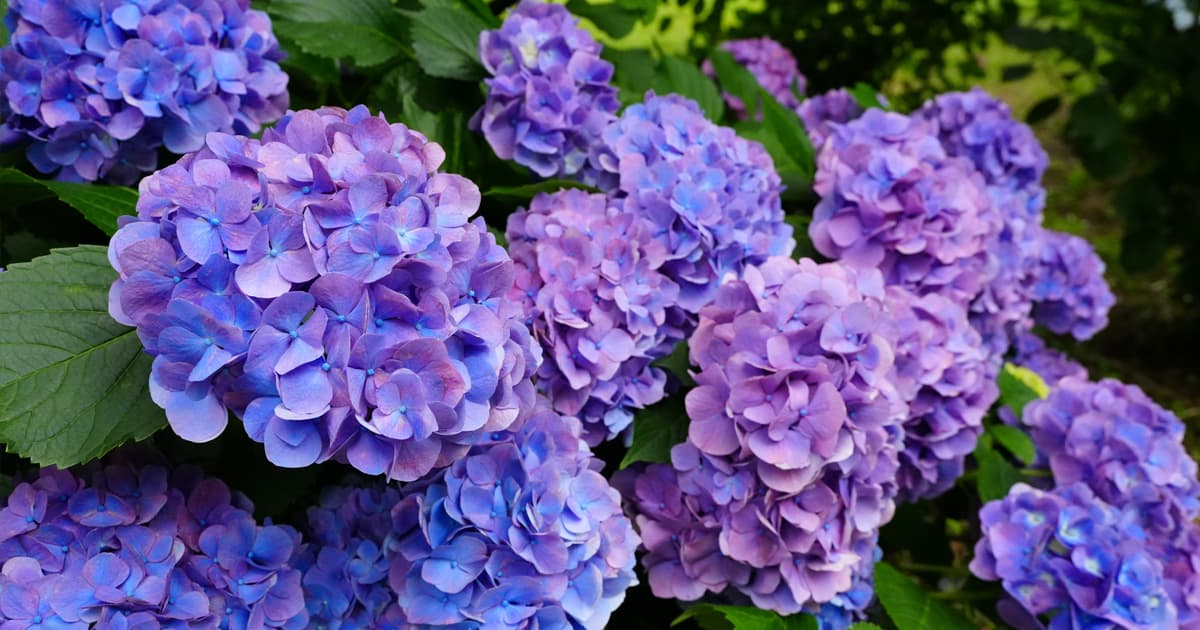 色とりどりの紫陽花が楽しめる「かざはやの里」