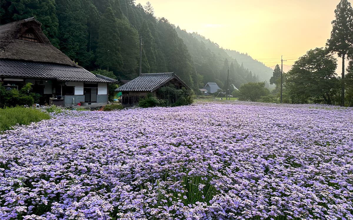 「北山友禅菊」は、京都市左京区久多地区 "久多の里"で大切に育てられている希少な花
