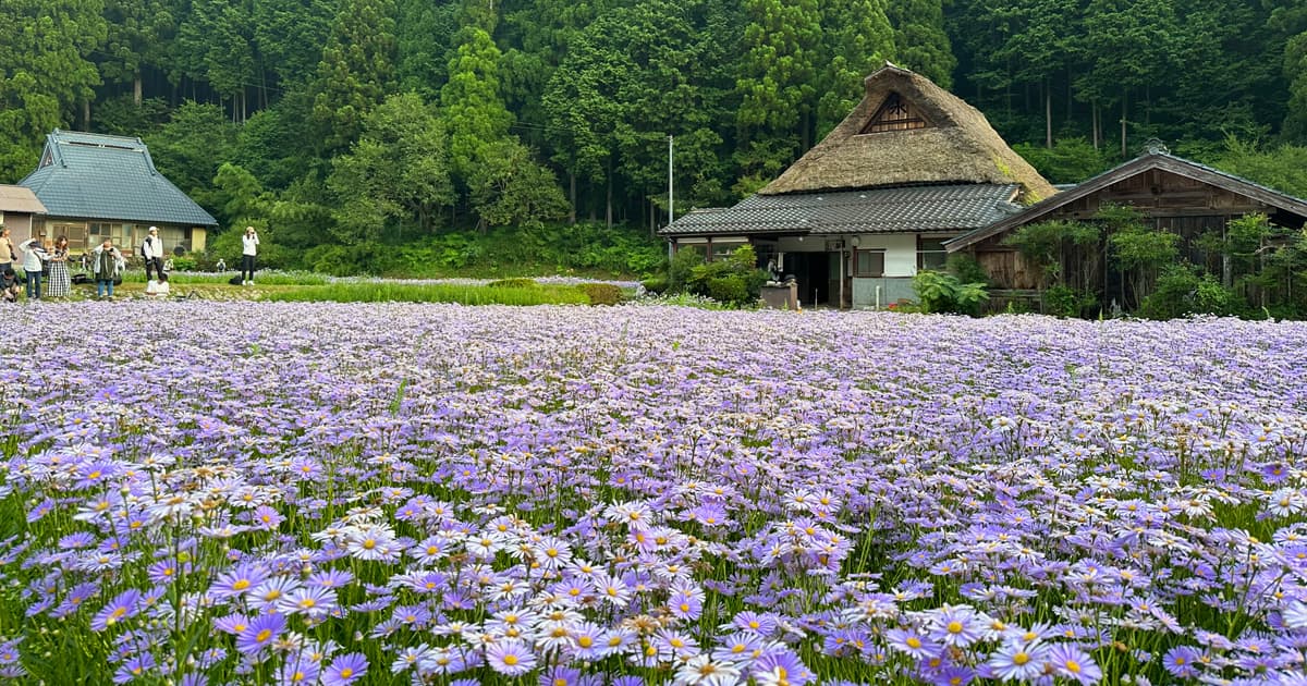 北山友禅菊|山の中にある集落に咲く美しい花を見に、日の出前から多くの方が訪問
