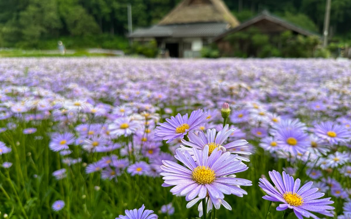 久多地区のいたるところに北山友禅菊が咲き誇っている