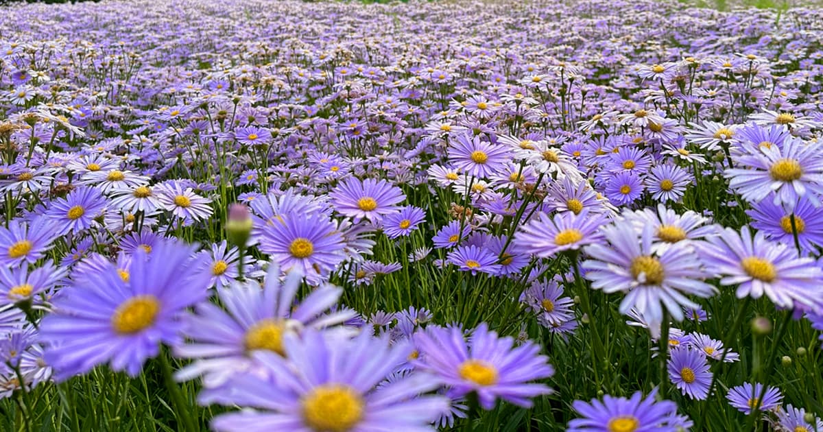 北山友禅菊|ナオミブルーとも呼ばれている美しい紫色の花