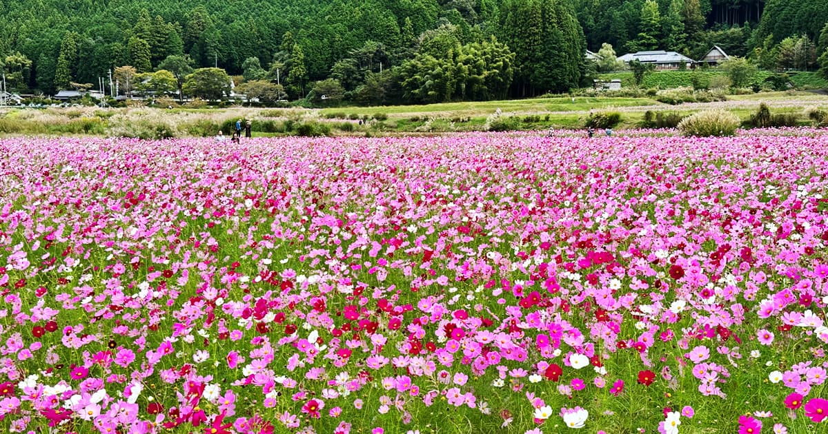 清住コスモス園では約500万本ものコスモスを楽しめる