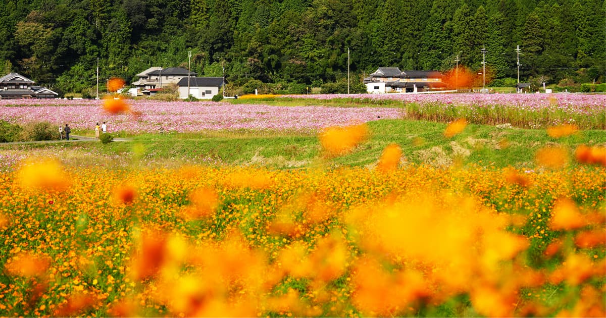 年によっては、開花が早いキバナコスモスも楽しめる