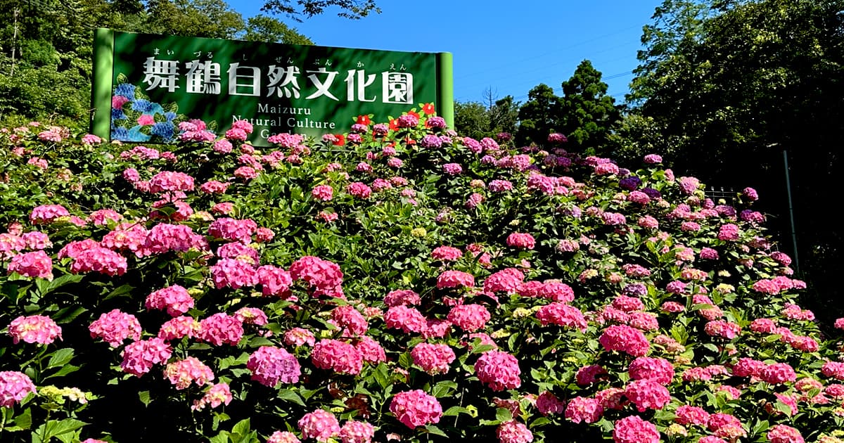 「舞鶴自然文化園」は、関西でも有数のあじさいの名所