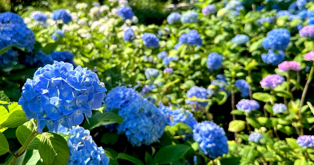 舞鶴自然文化園の紫陽花の見頃は6月中旬から下旬