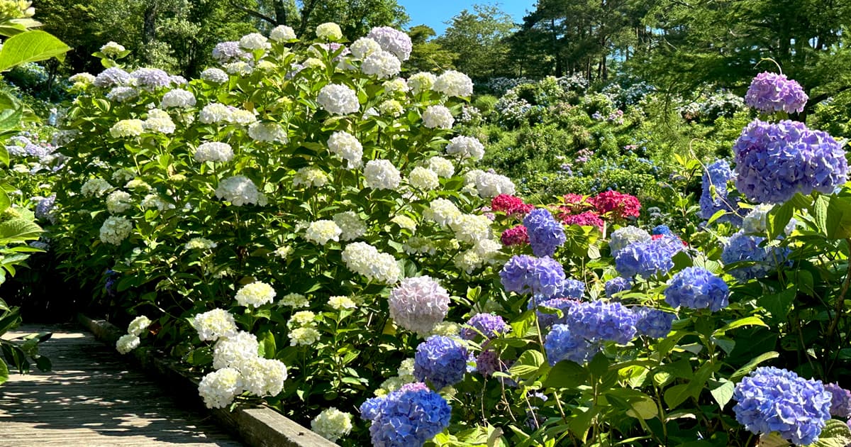 舞鶴自然文化園の紫陽花は種類豊富で楽しい